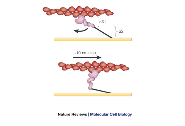 The myosin swinging cross-bridge model | Nature Reviews Molecular Cell  Biology