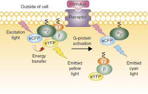 g protein activation