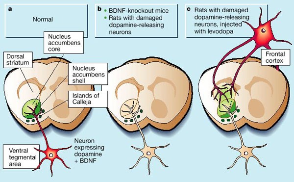 Dopamine receptors get a boost | Nature