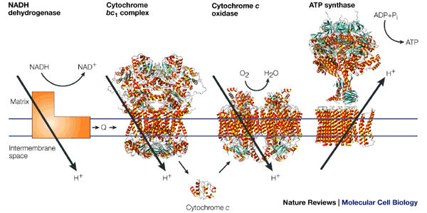 SOLVED: The number of c subunits in the rotor ring of ATP synthase defines  how many protons need to pass through the turbine to make each molecule of  ATP.