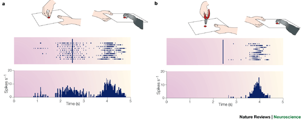 Neurophysiological Mechanisms Underlying The Understanding And Imitation Of Action Nature Reviews Neuroscience