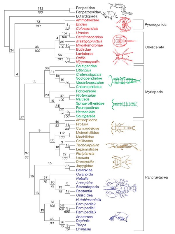Arthropod phylogeny based on eight molecular loci and morphology ...