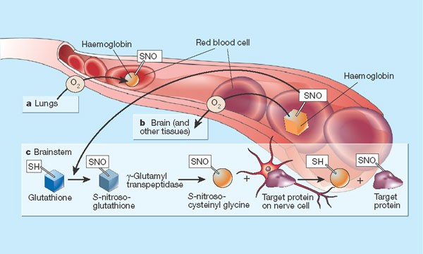 Nitric oxide and respiration | Nature