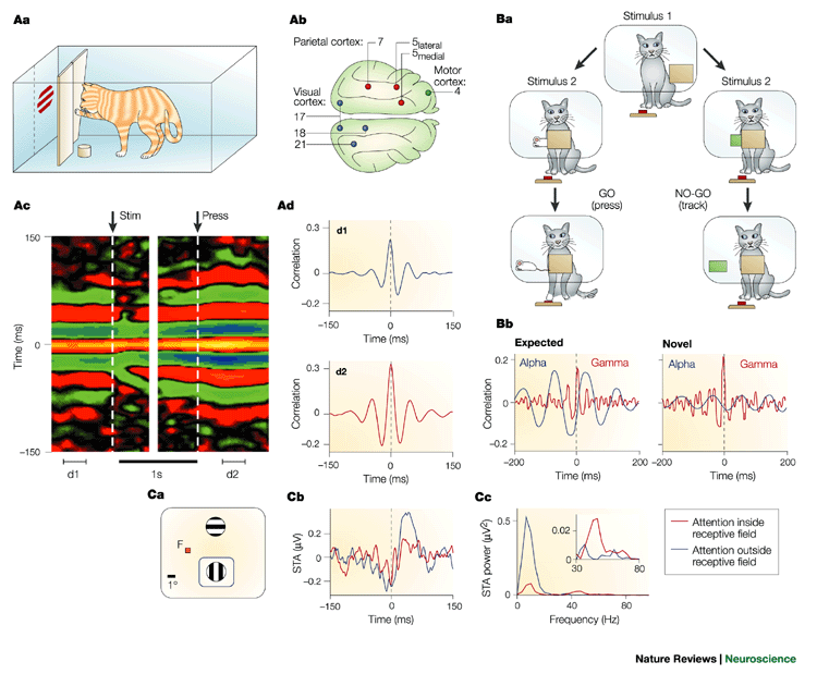 Dynamic predictions: Oscillations and synchrony in top–down processing |  Nature Reviews Neuroscience
