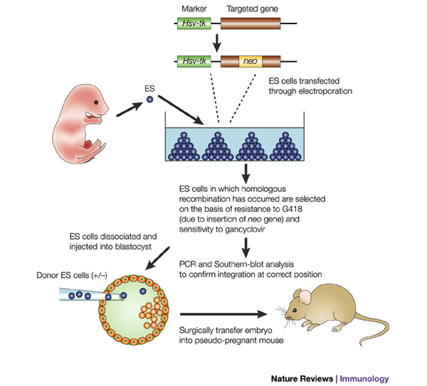 Knockout mice: a paradigm shift in modern immunology | Nature Reviews  Immunology
