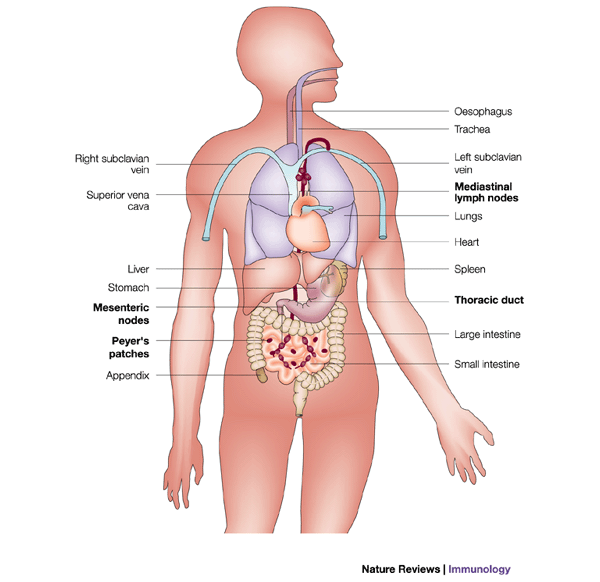 Man the barrier! strategic defences in the intestinal mucosa | Nature  Reviews Immunology