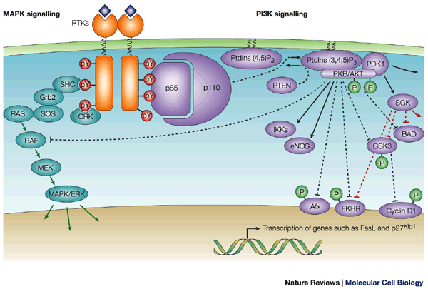 dileucin, sinteza mišićnih proteina, sportska biokemija, anabolizam, leucin vs dileucin, mTOR signalizacija, Akt molekula, Mung grah proteini, PEPT1 transporter, oporavak mišića, dr. Predrag Jakovljević