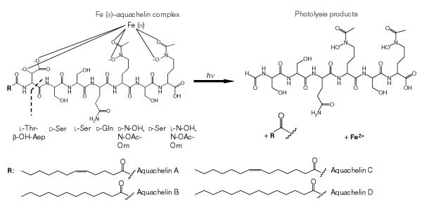 Rapid Redox Cycling of Fe(II)/Fe(III) in Microdroplets during Iron–Citric  Acid Photochemistry