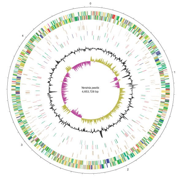 Genome sequence of Yersinia pestis, the causative agent of plague 