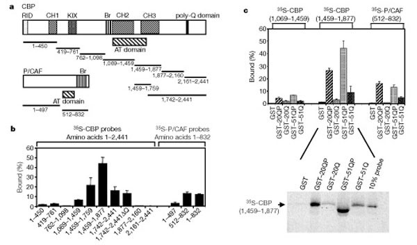 Histone deacetylase inhibitors arrest polyglutamine-dependent 