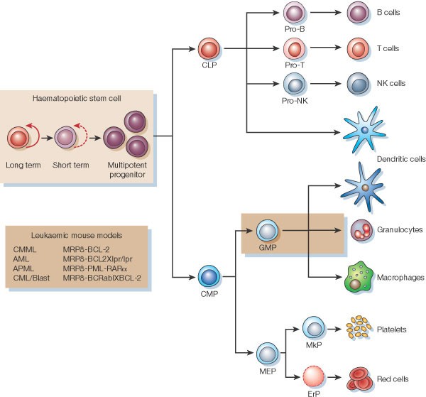 Stem cells, cancer, and cancer stem cells | Nature