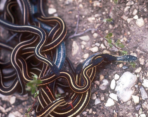 Female Snake