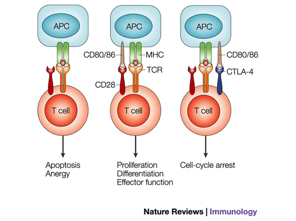 T-cell regulation by CD28 and CTLA-4 | Nature Reviews Immunology