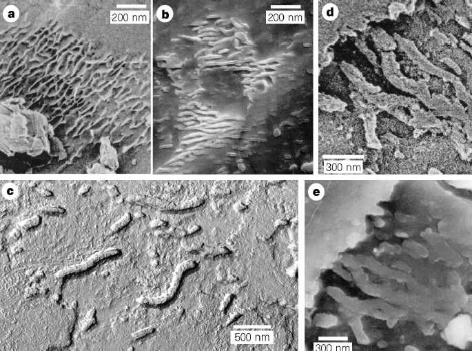 No 'nanofossils' In Martian Meteorite Nature, 60% OFF