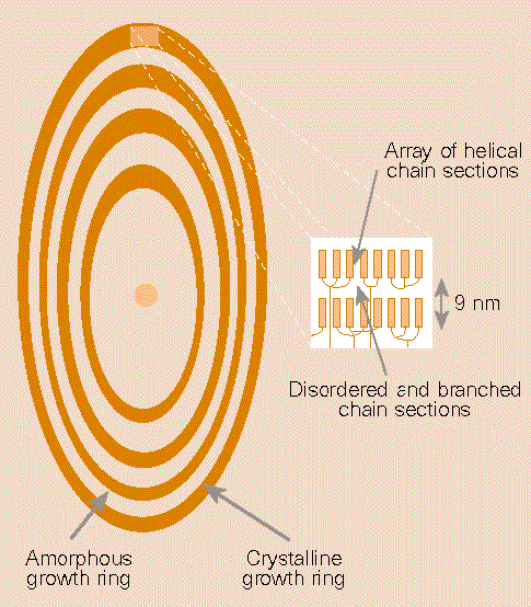 The structure of starch