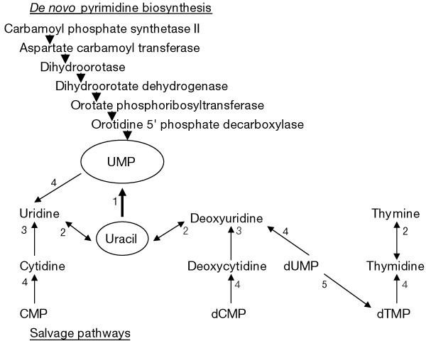 De Novo Pyrimidine Biosynthesis Is Required For Virulence Of Toxoplasma Gondii Nature