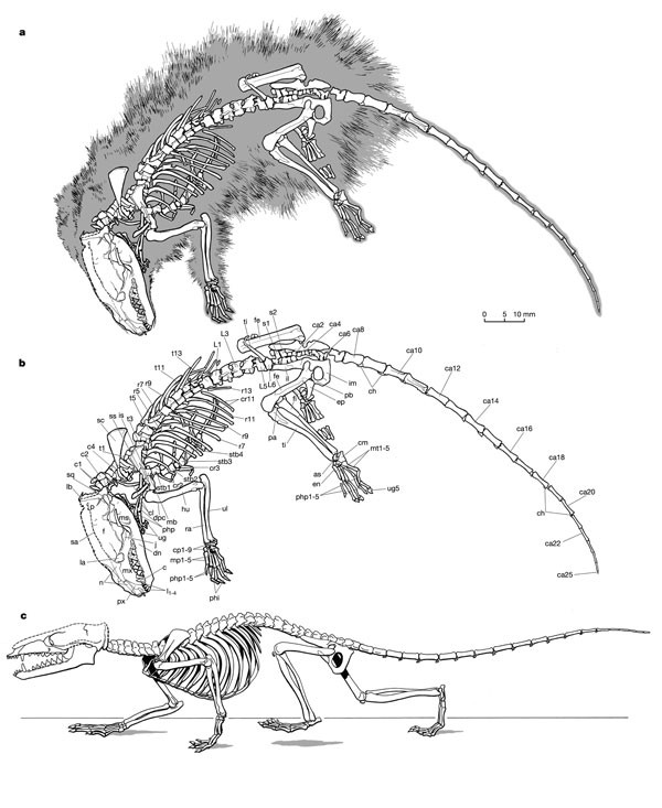 The Earliest Known Eutherian Mammal Nature