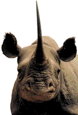 Compare prices for Rhino Horn across all European  stores
