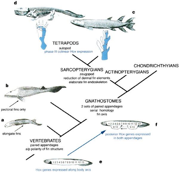 Girdle's history and evolution