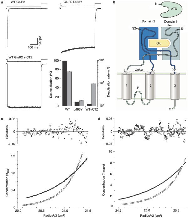 ghk-cu tolerance receptor downregulation desensitization Mechanism of glutamate receptor desensitization