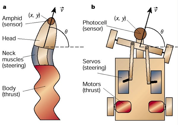 Silicon retinas to help robots navigate the world - Advanced Science News