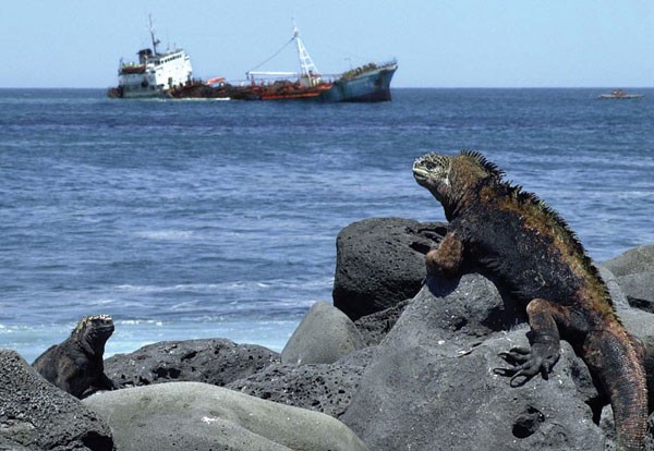 Marine Iguanas Die From Trace Oil Pollution | Nature Marine Iguanas Die From Trace Oil Pollution | Nature