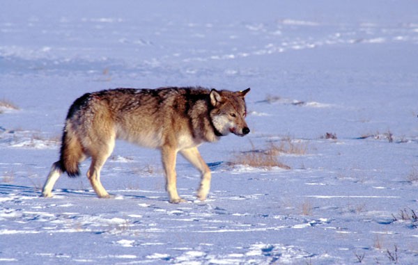 Lone wolf to the rescue | Nature