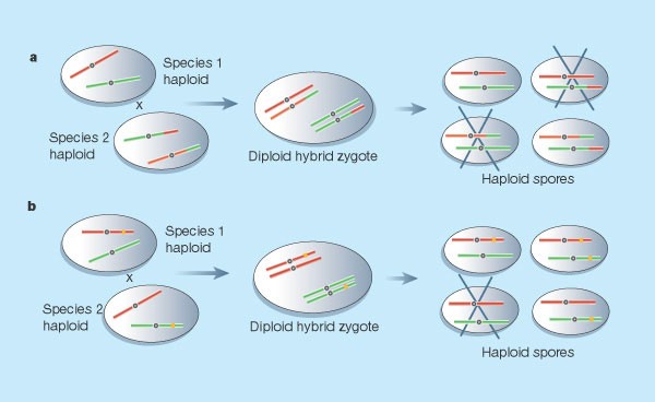 Speciation Reversal | Nature Speciation Reversal | Nature