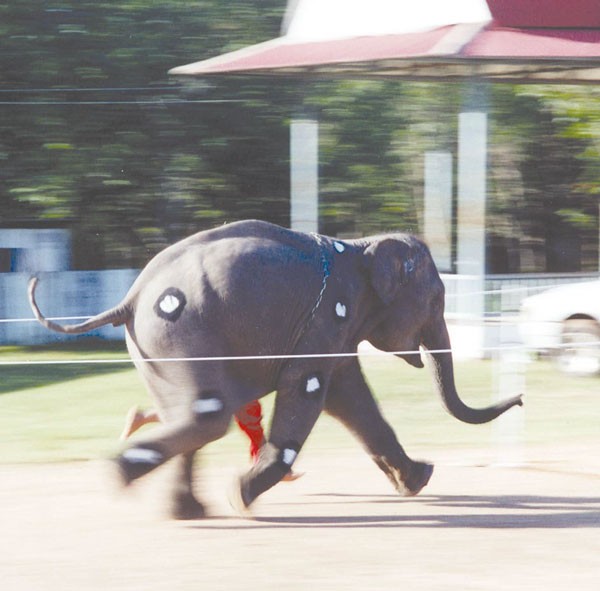 How Fast is a Elephant