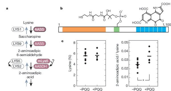 PQQ As a redox-cofactor 