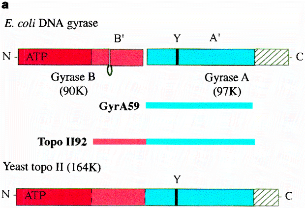 Crystal Structure Of The Breakage Reunion Domain Of Dna Gyrase Nature