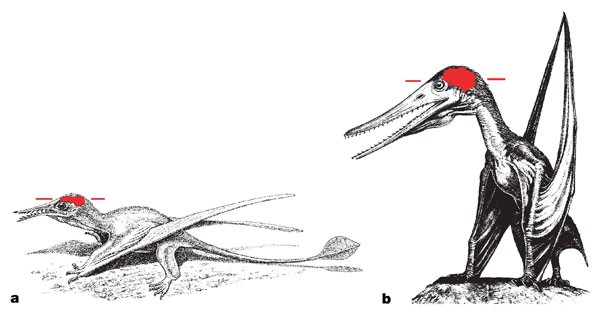 Pterosaurs and Birds - How do they compare? - Dumbacher Lab