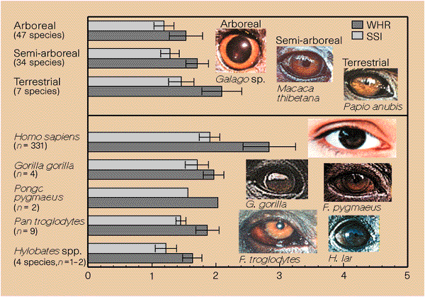 Unique morphology of the human eye | Nature