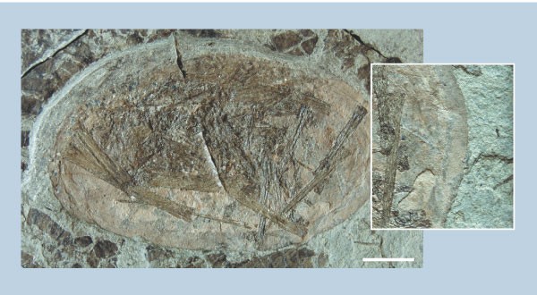 Pterosaur with 2 eggs?  Musings of a Clumsy Palaeontologist