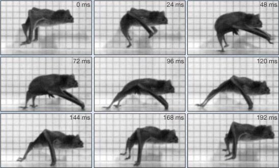 Independent evolution of running in vampire bats | Nature