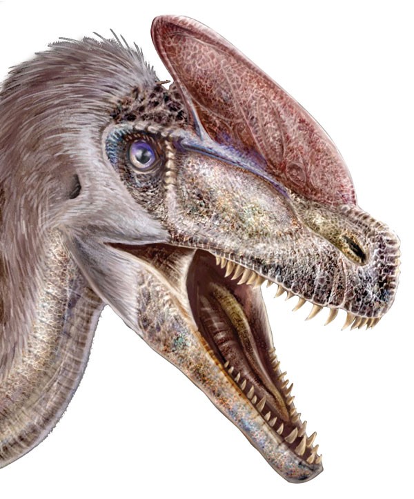 Alioramus Carnivorous Theropod Dinosaur Lived Asia Cretaceous