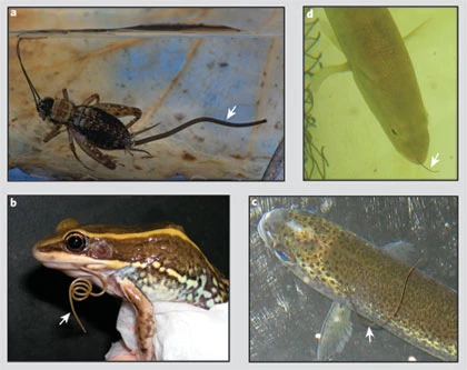 41586_2006_Article_BF440756a_Fig1_HTML.jpg (420×333)