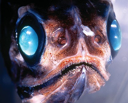 Researchers solve mystery of deep-sea fish with tubular eyes and