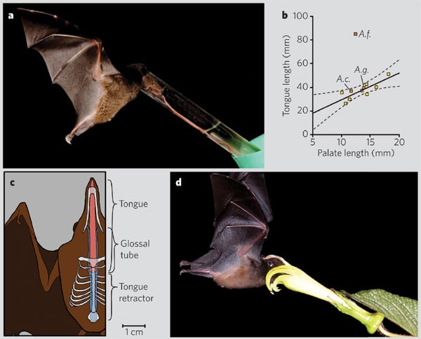 Nectar bat stows huge tongue in its rib cage | Nature