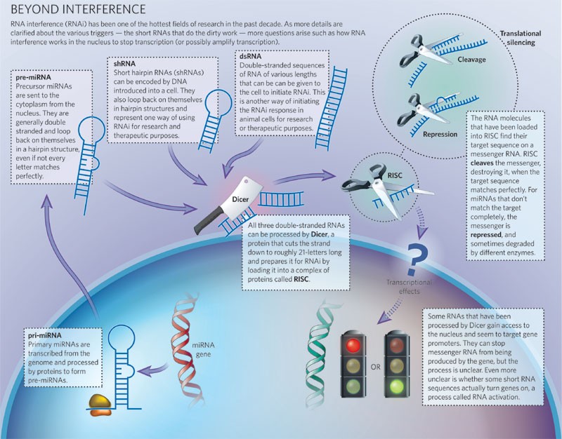 Интерферирующая рнк. РНК интерференция. РНК интерференция механизм. Этапы РНК интерференции. RNA interference.
