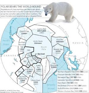 Polar bear numbers set to fall | Nature