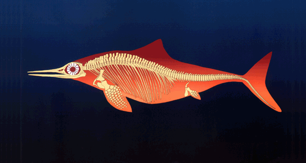 Large eyeballs in diving ichthyosaurs | Nature