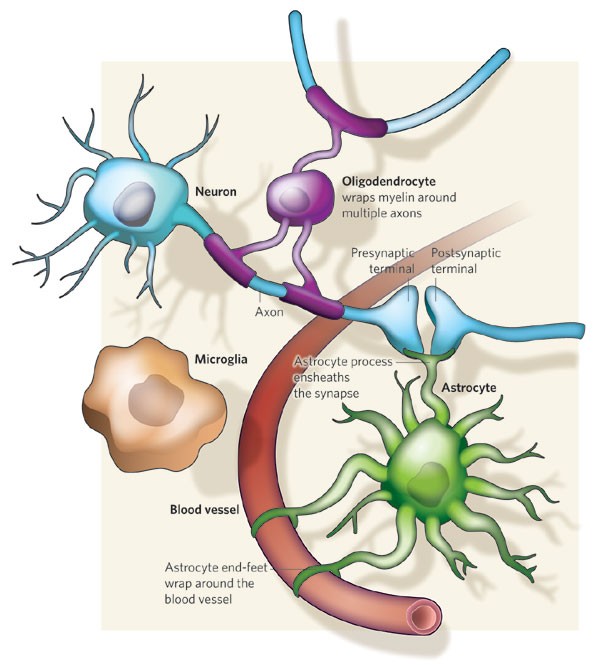 Glia, Neurobiology Journal