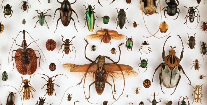 Speciation Nature
