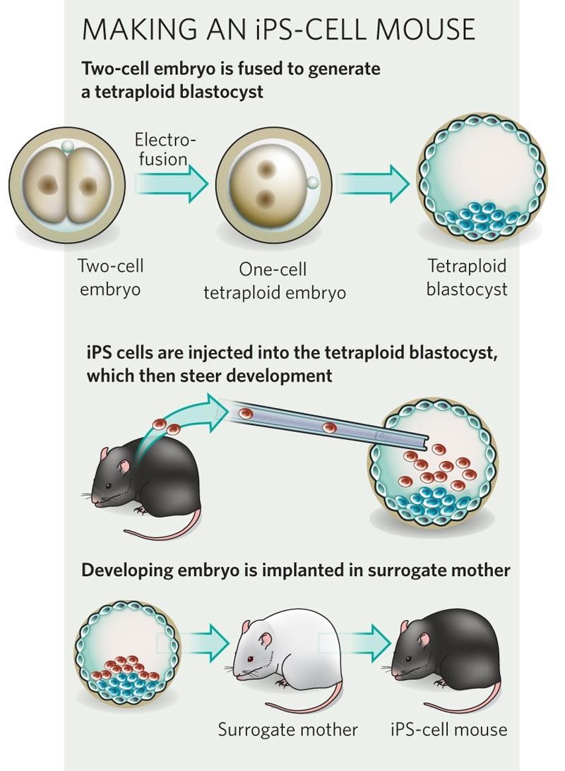 Mice cells. Pluripotent Stem Cells. Генетические ножницы CRISPR/cas9. Pluripotent Stem Cells Painting.
