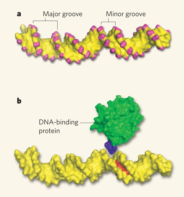 DNA binding shapes up | Nature