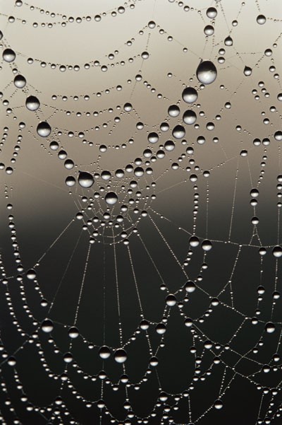 Dewdrops on a spiderweb reveal the physics behind cell structures
