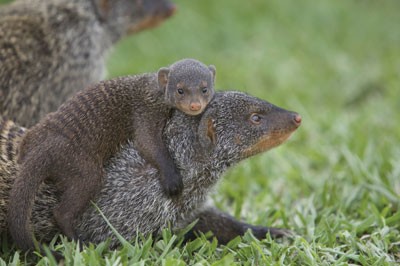 Animal behaviour: Mongoose traditions | Nature