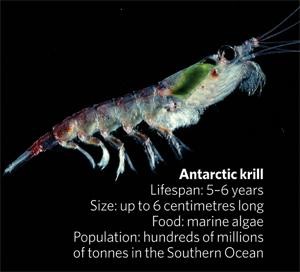 Antarctic krill