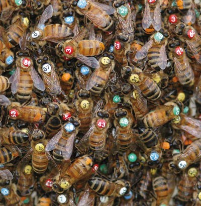 Animal behaviour: The wisdom of the bees | Nature